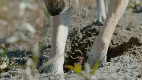 Tight slow motion dog playing and digging in sand Stock Footage