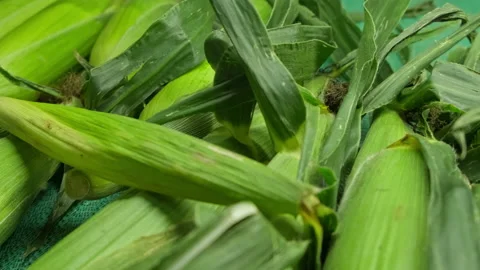Tight Slow Pan Of Corn On A Retail Grocery Store Display Stock Footage 202987459