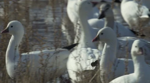 Tight on Two Snow Geese Walking Through Flock in Marsh Stock Footage 59603363