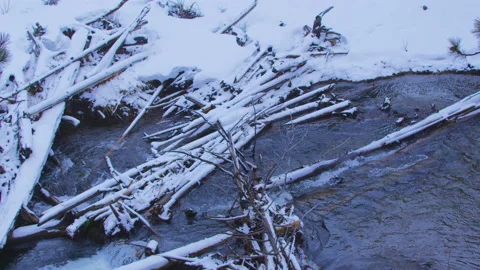 Tight very slow left pan across snowing creek and logs in pine forest Stock Footage 173329494
