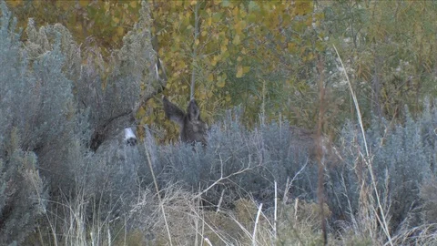Tight View of Mule Deer Buck &amp; Doe in Tall SageBrush Stock Footage 117657798