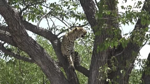 Tight-to-wide on seated leopard; branch context — Part 24 Vidéo 320790264