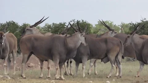 Tight zoom on select eland; zoom out to full herd — Part 4 Vidéo 320809123