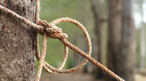 Tightened Rope Around Tree Trunk Stock Footage 63443210