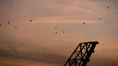 Tighter shot of birds migrating over bridge during Sunset Stock Footage 89944672