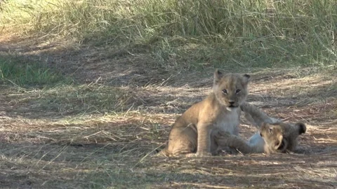 Tighter view of two lion cubs wrestling and looking around — Part 3 Stock Footage 322982274
