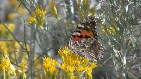 TightFeedingButterfly Stock Footage 279014