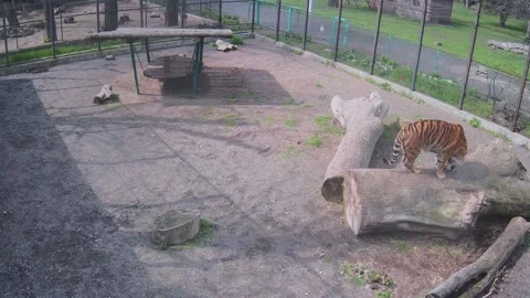 Tigir sharpens its claws on a tree Stock Footage 153143819