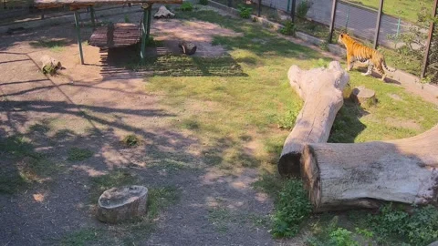 Tigr walking around the cage alone Stock Footage 159220382