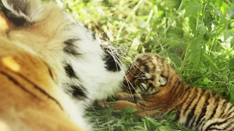 Tigress and blind cub Stock-Footage 68630373