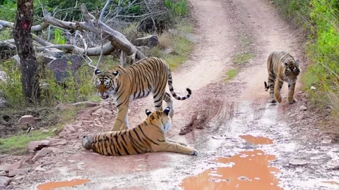 Tigress and her cubs - Ranthambore Tiger Reserve, Rajasthan Stock Footage