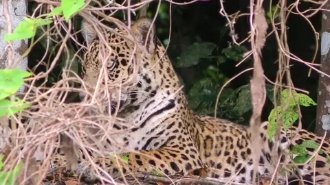 A tigress behind the bushes Stock Footage 214762234