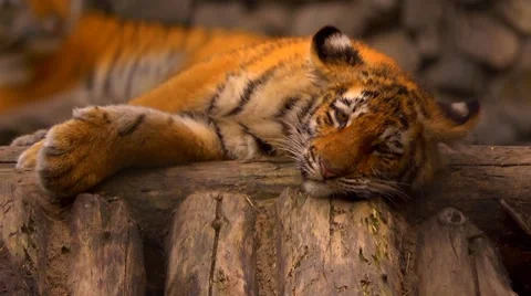 Tigress with cubs in a zoo Stock Footage