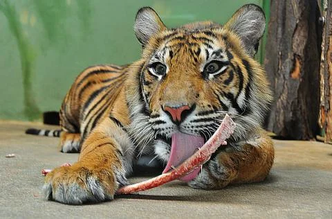 The tigress eats meat and gnaws the bones of the unfortunate victim after a s Stock Photos