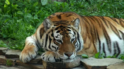 A tigress, lying on green grass background with stones instead pillow. Stock-Footage 42858583