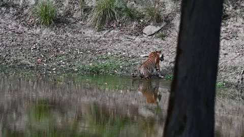 Tigress sitting down gently into the pond at Kanha national park Stock Footage 277976762