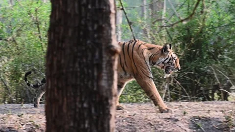 Tigress walking up on a small hill elegantly in Bandhavgarh national park Stock Footage 276690334
