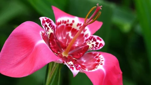 Tigridia in the green garden Stock Footage 94329134