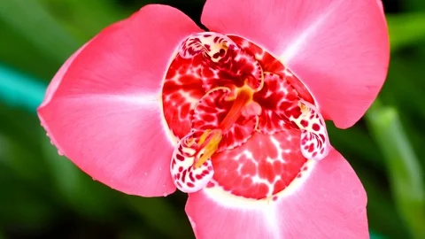 Tigridia peacock flower Stock Footage 105005889