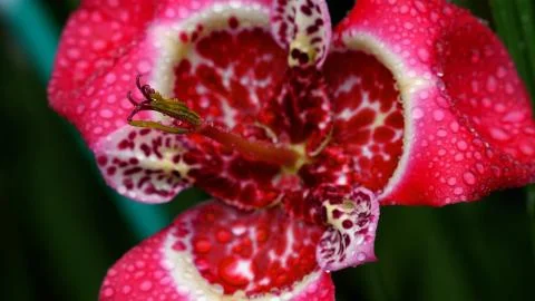 Tigridia with raindrops Stock Photos