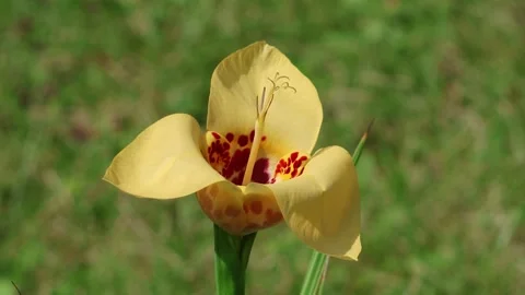 Tigridia Shellflower closeup Stock Footage 240659160
