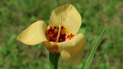 Tigridia Shellflower closeup, petals blowing in strong wind. Stock Footage 240659154