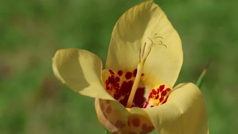 Tigridia Shellflower extreme closeup Video stock 240659157