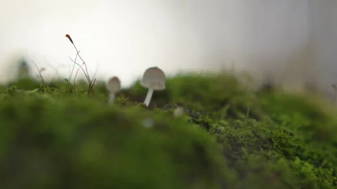 Tiiny mushroom growing in a bed of moss in macro shot, rack focus effect Stock Footage 346546430