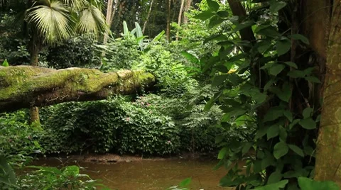 Tijuca Forest Stock Footage 8516915