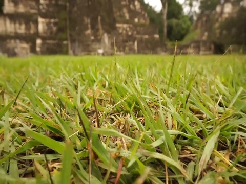 Tikal Maya Temple grass close up in Guatemala, Central America. Stock Footage 100645050