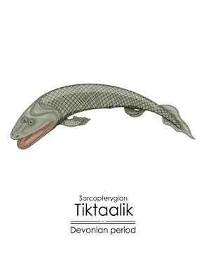 Tiktaalik, a link between aquatic fish and tetrapods. Stock Illustration