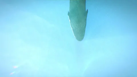 Tiktaalik swims in Devonian ocean Видео 244882287