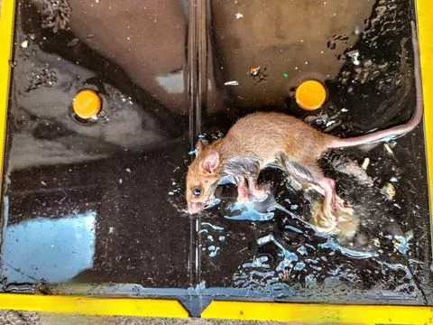 Tikus Mati 1 Fotos Stock