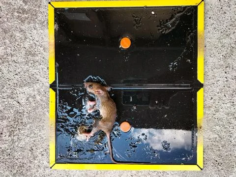 Tikus Mati 2 Stock Photos