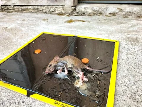 Tikus Mati 3 Fotos Stock