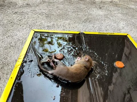 Tikus Mati 5 스톡 사진