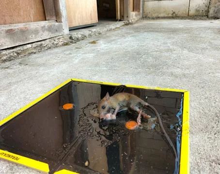 Tikus Mati 6 스톡 사진