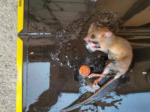 Tikus Mati 8 Stock-Fotos