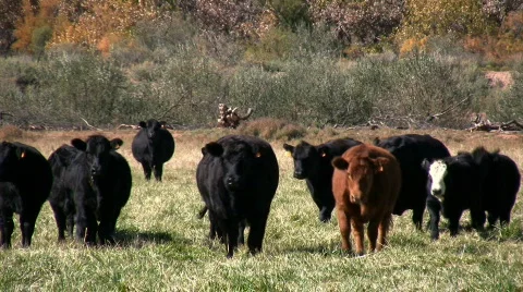 Til the Cows Come Home Video stock 76523