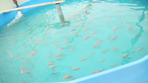 Tilapia. Breeding fish in pools in artificial conditions Stock Footage 146651831