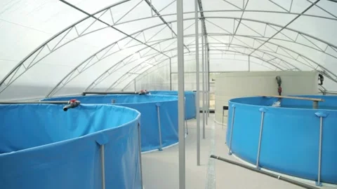 Tilapia. Breeding fish in pools in artificial conditions Stock Footage 146651840