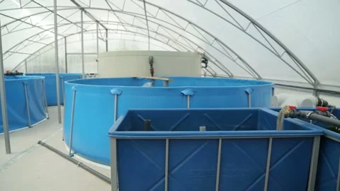 Tilapia. Breeding fish in pools in artificial conditions Stock Footage 146651877