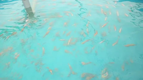 Tilapia. Breeding fish in pools in artificial conditions Stock Footage 146652383