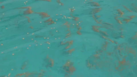Tilapia. Breeding fish in pools in artificial conditions Stock Footage 146652405