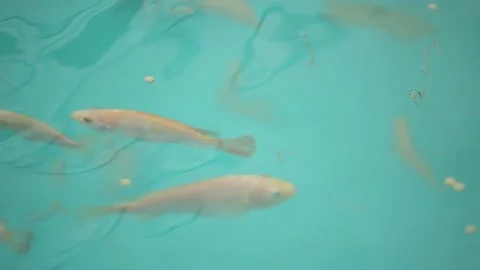 Tilapia. Breeding fish in pools in artificial conditions Stock Footage 146652450