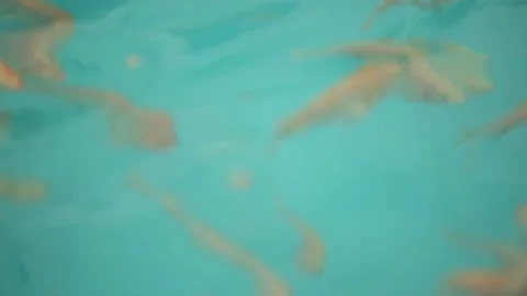 Tilapia. Breeding fish in pools in artificial conditions Stock Footage 146652455
