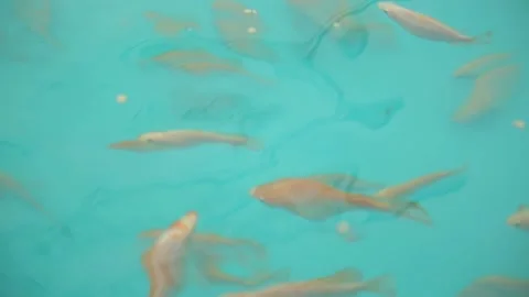 Tilapia. Breeding fish in pools in artificial conditions Stock Footage 146652492