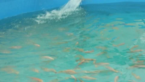 Tilapia. Breeding fish in pools in artificial conditions Stock Footage 146652528