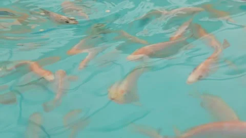 Tilapia. Breeding fish in pools in artificial conditions Stock Footage 146652611