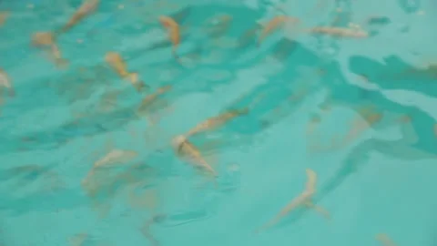 Tilapia. Breeding fish in pools in artificial conditions Stock Footage 146652712